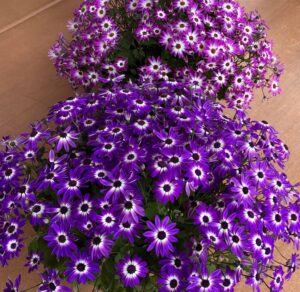 Flowers to represent spring cleaning