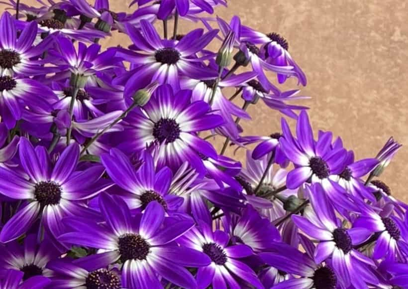 purple spring flowers Spring Cleaning Flowers